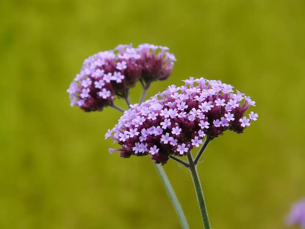 Verbena Bonariensis Pěstování