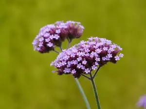 Verbena Bonariensis Pěstování
