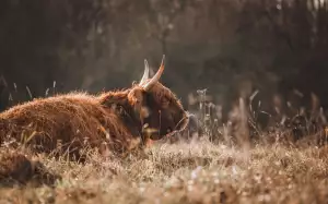 Jak Množit Tchýnin Jazyk